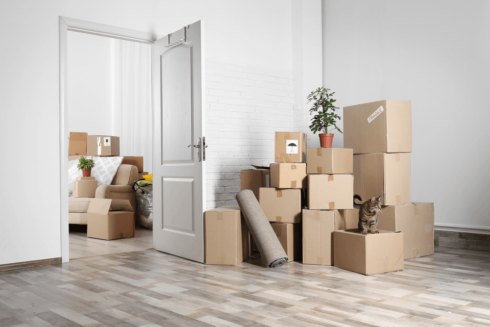 Two rooms are visible through an open door, both filled with stacks of cardboard moving boxes, with a cat sitting on one box and a houseplant on another.